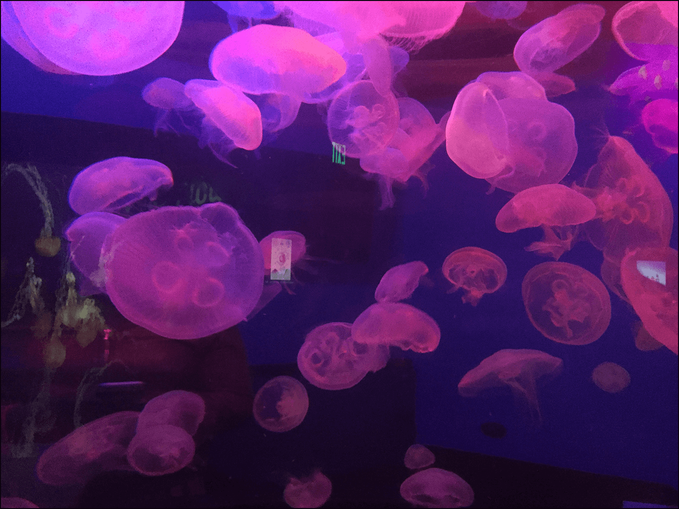 Quallen im Aquarium of the Bay San Francisco 