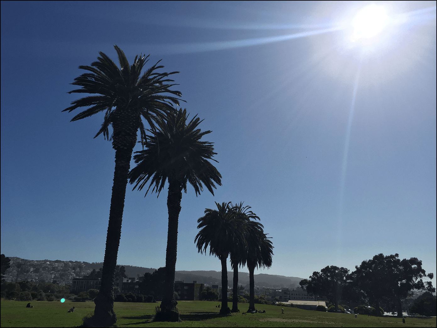 San Francisco Palmen Park 